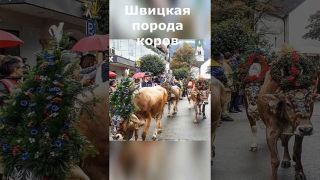 Швицкая порода коров.Высокопродуктивная порода коров. смотреть онлайн