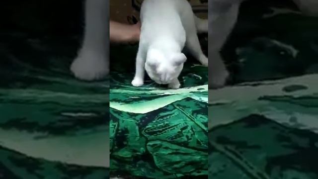 Доставим вашу кошечку, котенка, кота, кошку. Перевозка животных. смотреть онлайн