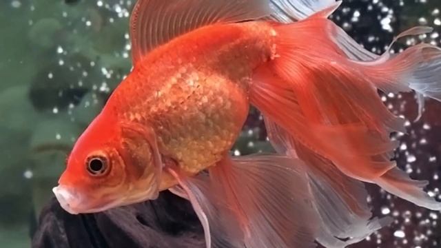 Золотая рыбка смотреть онлайн