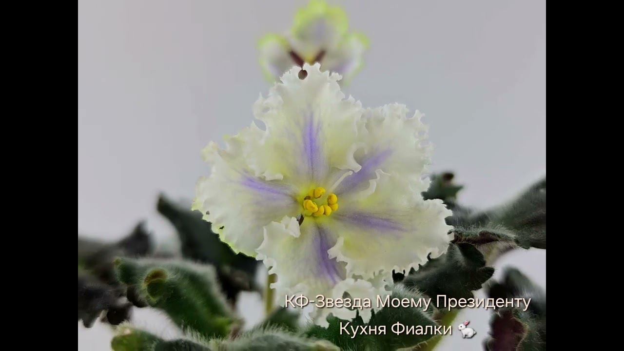 ☕️Прекрасная КФ-Звезда Моему Президенту продолжает радовать нас своей стабильностью и красотой. смотреть онлайн