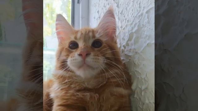 Рыжие мейн-куны смотреть онлайн