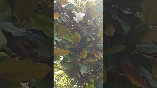 ну, хоть увидели цветущую магнолию ,на вокзале в Гагре , в день отъезда смотреть онлайн