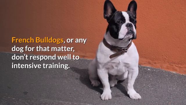 How to Train a French Bulldog to Come When Called? How to Teach a Frenchie "Recall" Command смотреть онлайн
