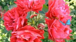 Роза канадская парковая Модэн Аморетт ? Модэн Аморетт обзор: как сажать, саженцы розы Модэн Аморетт