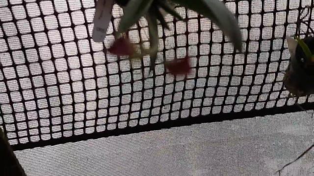 Plant tags, phals, Tolumnias, and orchids in bud смотреть онлайн