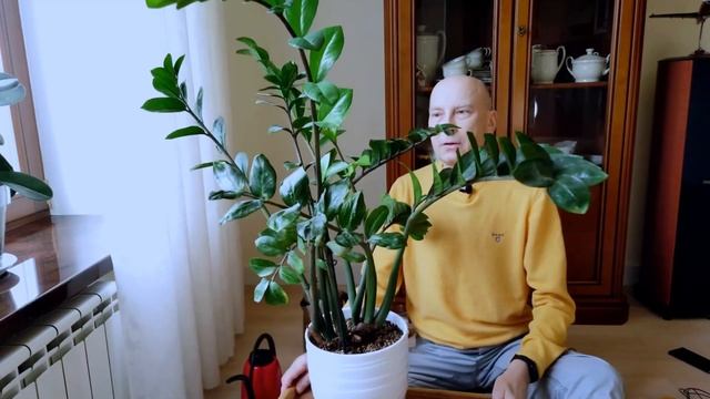 Протри этим листья замиокулькаса, и он оживет.