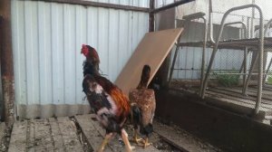 бойцовая порода кур .Шамо \Shamo
