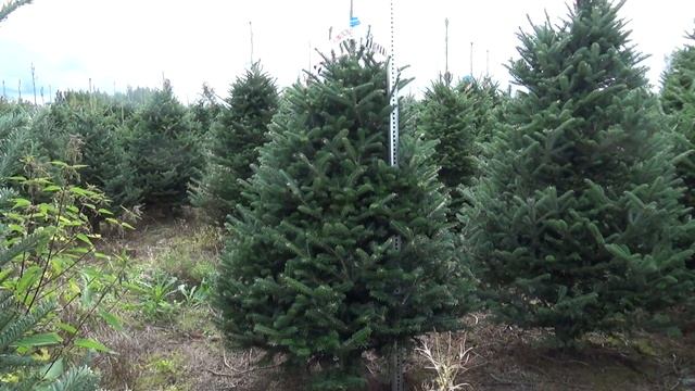 Пихта Фразера (срезанная новогодняя пихта)  22287