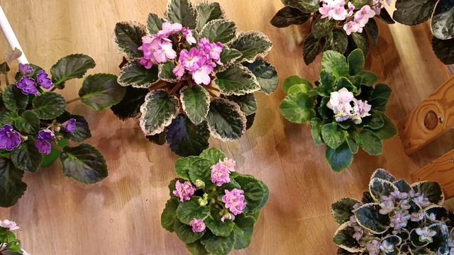 Воскресный обзор фиалок