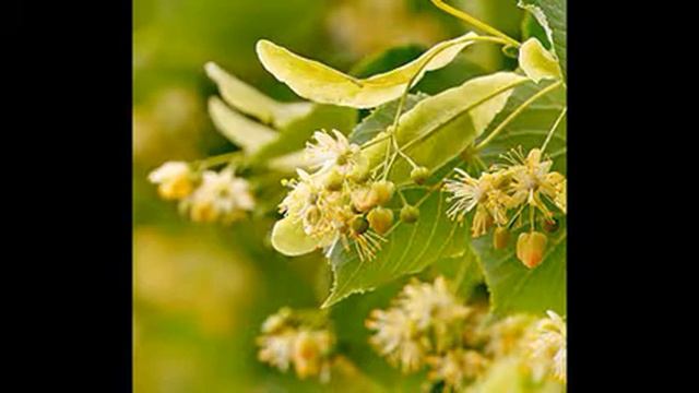 где растёт липа и когда собирают цветки, чай из липы