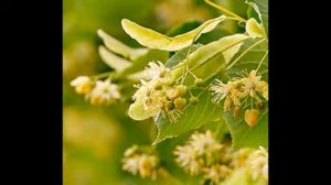 где растёт липа и когда собирают цветки, чай из липы