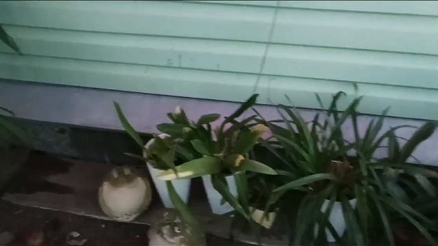 Пусто стало без растений! Куда я их дела? ? смотреть онлайн