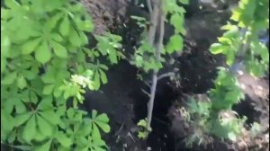 Саженцы каштана посадка