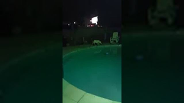 Пьянка иммигрантов Лос Анжелеса с заплывом в бассейне смотреть онлайн