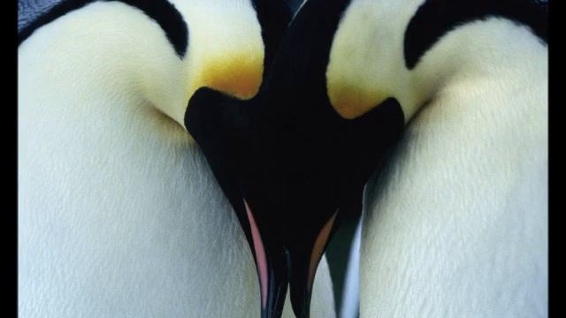 Penguin Love смотреть онлайн