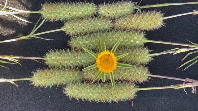 LS 2_2 - CONTRAST AND COLOR