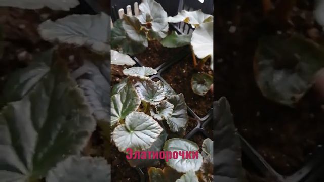 #Бегония#элатиор# смотреть онлайн