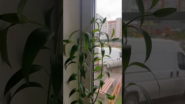 Про лилии … смотреть онлайн