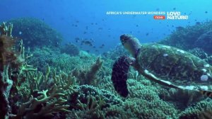 Африканские подводные чудеса 3 серия Остров Мафия-заколдованный рай