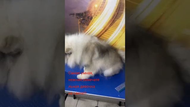 питомник ГРИНВЭСТ предлагает самую красивую,нежную,ласковую девочку на свете!!! Кеесхонд/вольфшпиц смотреть онлайн