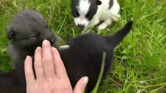 Щенок бело-черный от породистой самоедской лайки ищет добрых хозяев смотреть онлайн