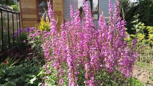 Дербенник смотреть онлайн