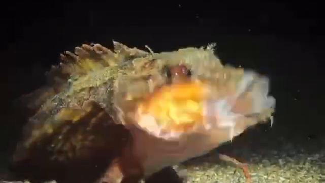 Европейский керчак смотреть онлайн