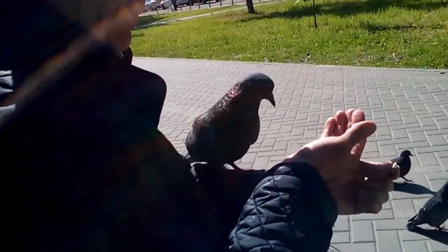 Ручные голуби смотреть онлайн