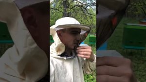 Как я делю пчелиную семью пополам  без поиска матки