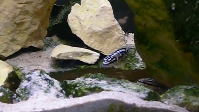 Julidochromis transcriptus and a julidochromis dickfeldi смотреть онлайн