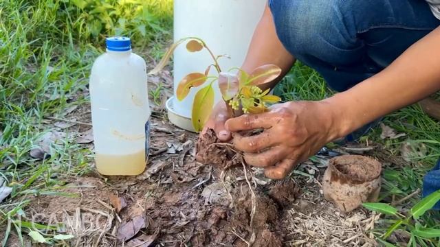 How To Propagate Java Plum Tree-Easy ways to grow Java Plum Tree a lot of fruit смотреть онлайн