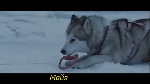 #БелыйПлен Белый плен Eight Below, 2006 #викторинаПоФильму