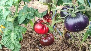 Томаты-гномы в Открытом грунте