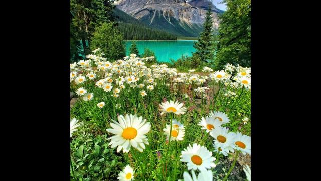 Песня «Ромашка» автор- Alipaşa Feyzullah смотреть онлайн