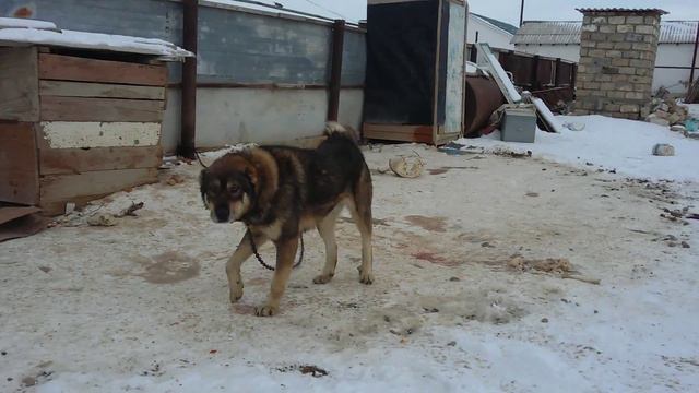 Сын Казбека смотреть онлайн