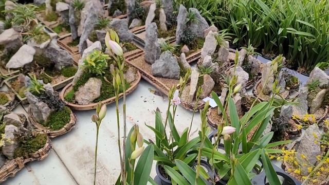 Оптовый рынок. Орхидеи.3 часть. смотреть онлайн