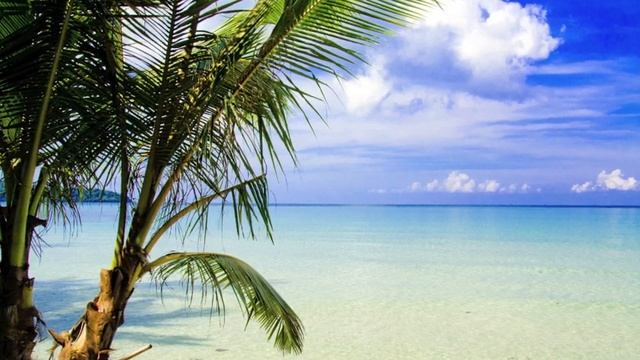 Relaxation Music For Siamese Cats