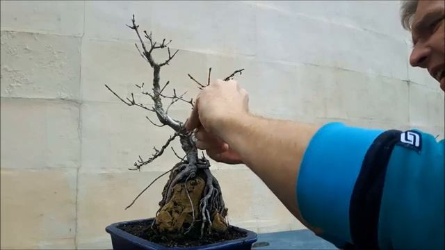 Acer campestre rock planting 7 смотреть онлайн