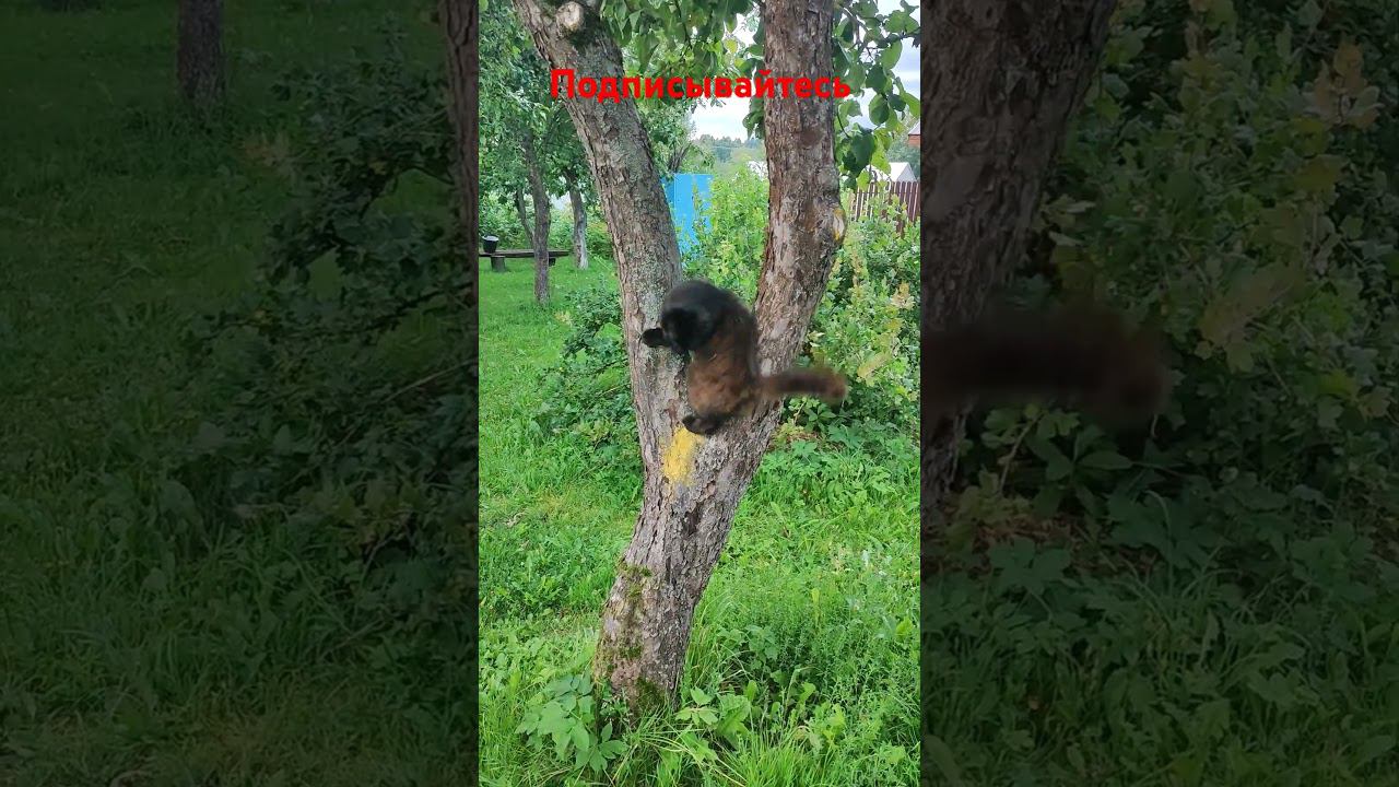 Черныш скалолаз! смотреть онлайн