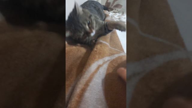 ЖИЗНЬ БЕЗ КОТА - ЖИЗНЬ ПРОЖИТА ЗРЯ ! ВСЕМ СПОКОЙНОЙ НОЧИ! смотреть онлайн