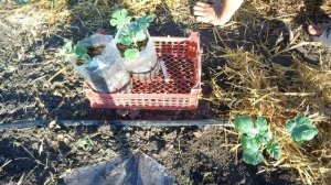 КАК  ВЫРАСТИТЬ  АРБУЗ-ГИГАНТ / ВЫРАЩИВАНИЕ АРБУЗОВ от А до Я