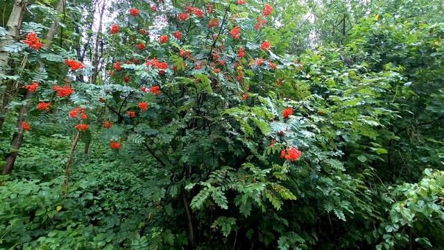 Gentle Rain Sound To Sleep In 3 Minutes, Beat Insomnia, Asmr Rain смотреть онлайн