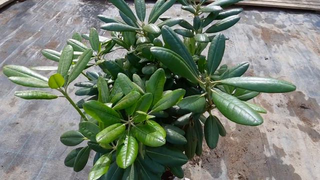 Рододендрон С10 смотреть онлайн