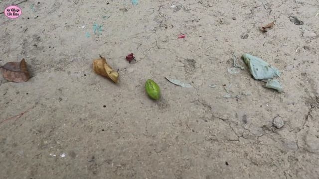 মনে হচ্ছে এবার বাপের বাড়ি যাওয়া হবে #banglaqvlog