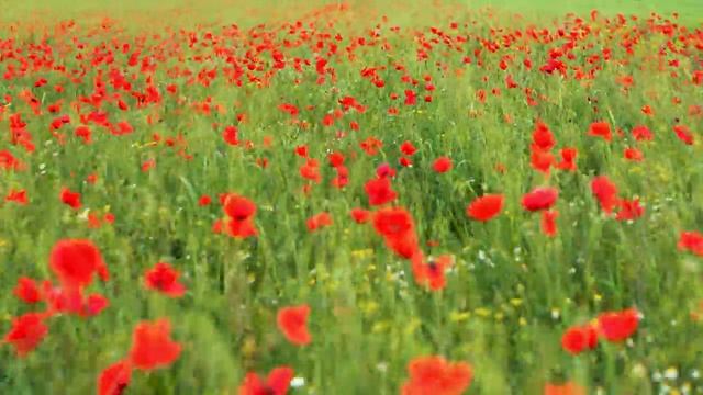 Маки в Анапе! смотреть онлайн