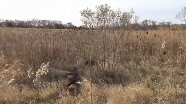 Skyview's Beagles With Jersey Heat Kennels Some Smooth Runnining 12-19-2020 смотреть онлайн