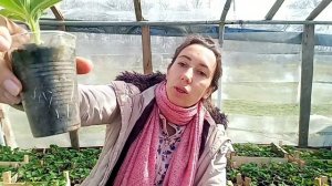 Когда нужно высаживать саженцы клубники в открытый грунт.