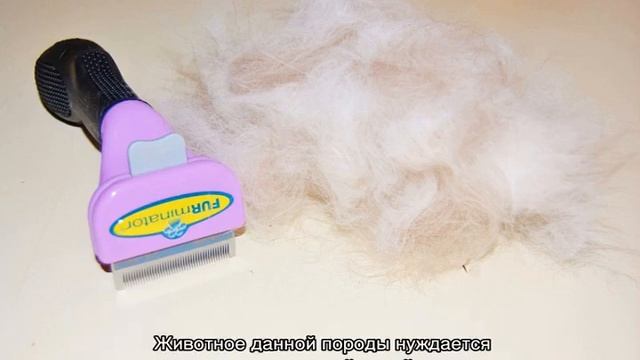 Венгерский кувас (порода собак): описание смотреть онлайн