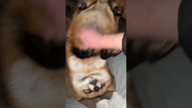 Алиса - лиса. Опять мне лису подменили смотреть онлайн