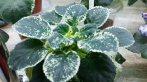 Сорта фиалок лёгкие в уходе для новичков и какие сорта  по сложнее!